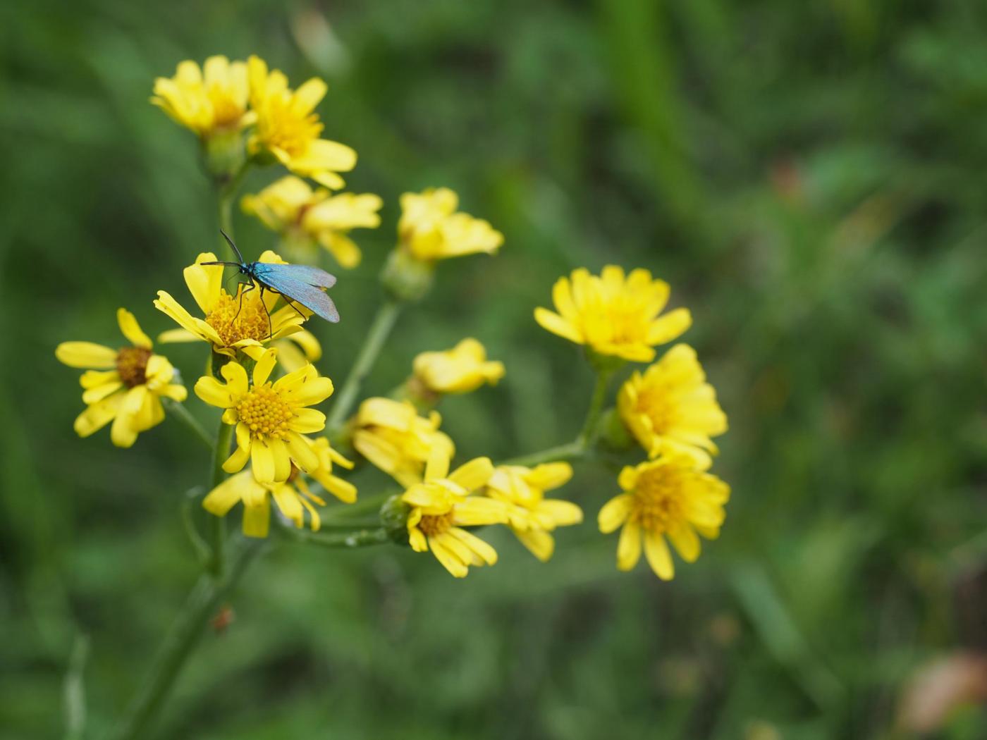 Ragwort, [Greek] flower